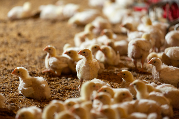 Close up shot of thirty small chicks are standing on the ground in a broiler barn.