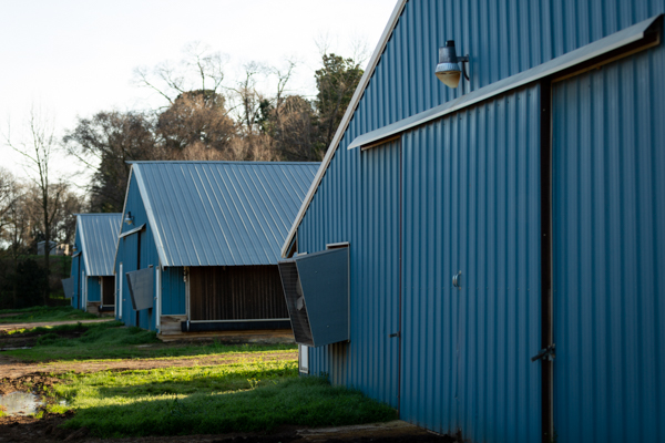 Three blue poultry broiler barns with closed doors.