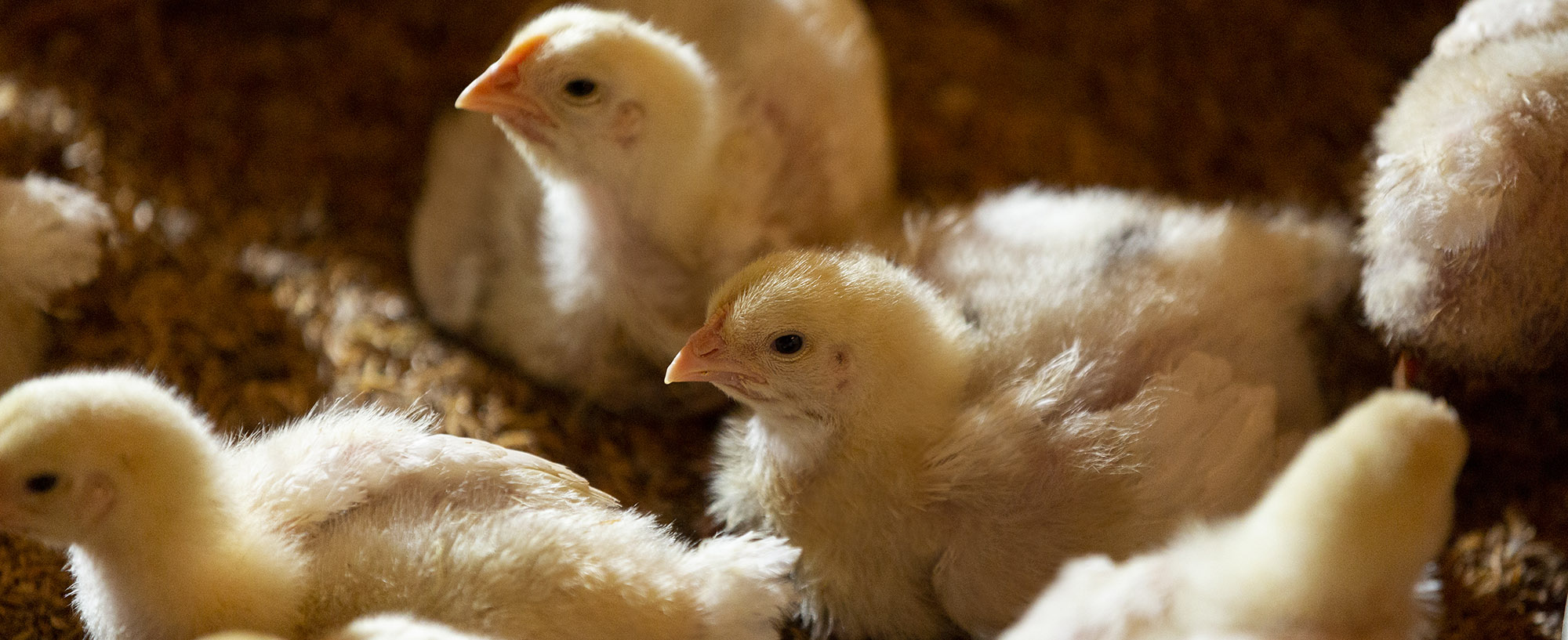 How to Start a Chicken Farm in Mississippi and Louisiana
