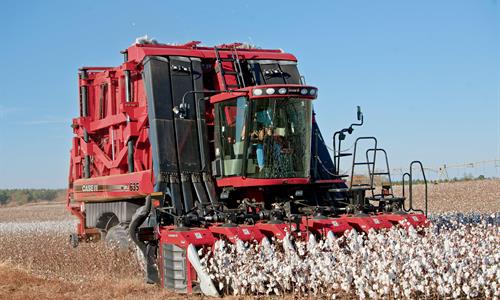 Red combine driving through a farm field and harvesting cotton plants.