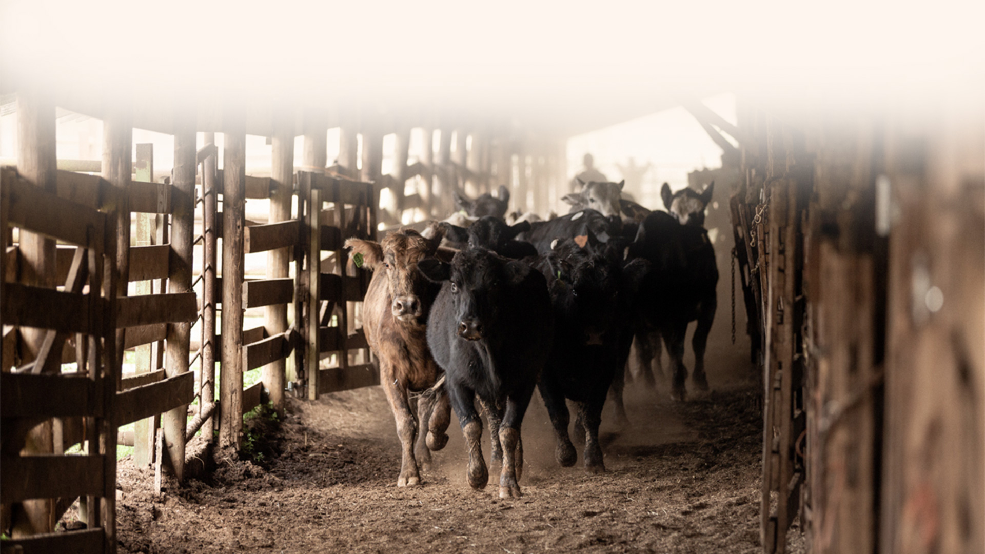 Cattle herd moving through barn corridor